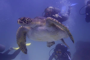 Buceo03