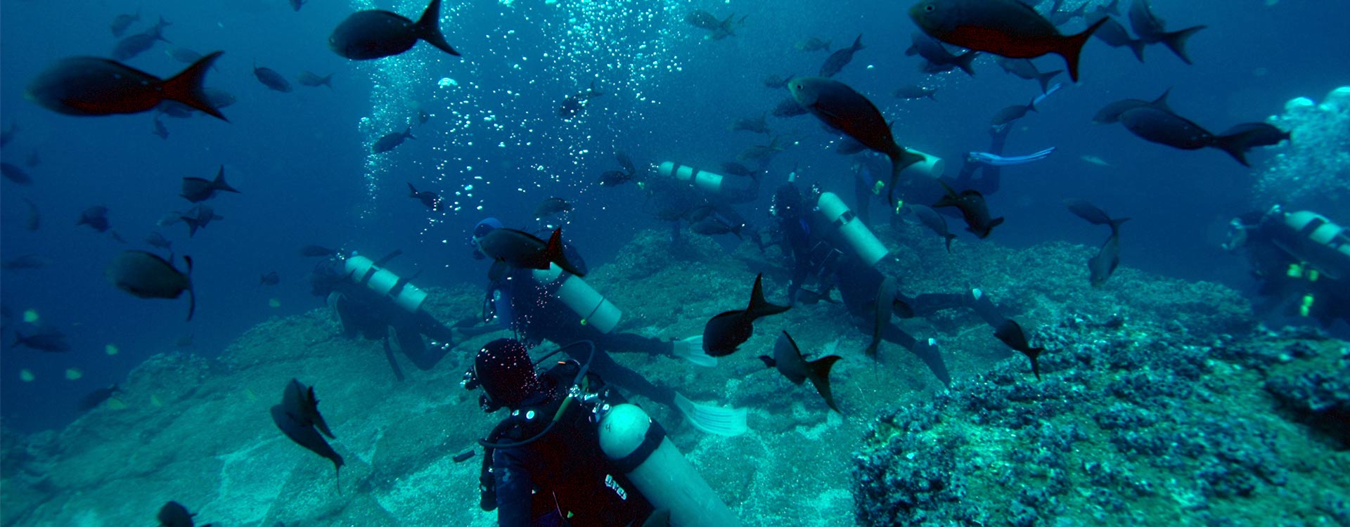 Diving Tour In Galapagos